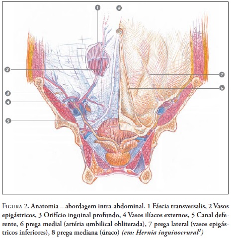 skandalakis anatomia quirurgica pdf 22